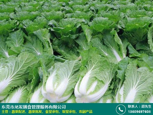 龍發膳食 專業綠色蔬菜批發，為商場、酒樓及工廠食堂提供長期新鮮配送服務