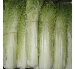 專業膳食保障，助力東莞發展——廣東金龍膳食配送公司全方位服務解析