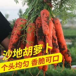 新鮮蔬菜批發新選擇 10斤帶箱胡蘿卜，健康便捷直達餐桌