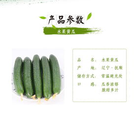 蘇子富春水果黃瓜——夏季綠色農家小黃瓜，新鮮現摘的東北特產｜嘗鮮正當時！