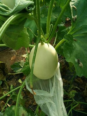 壽光田馬果菜市場 常年代收優質瓜果蔬菜，新鮮直供批發